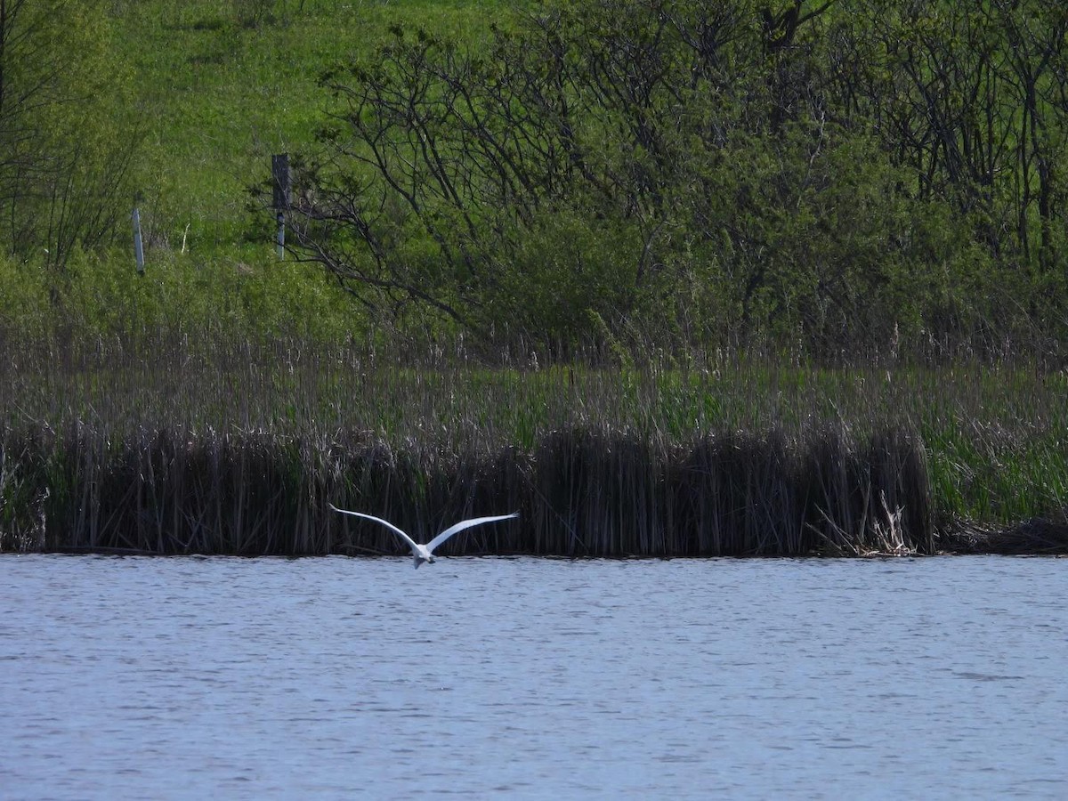 Great Egret - ML620653941