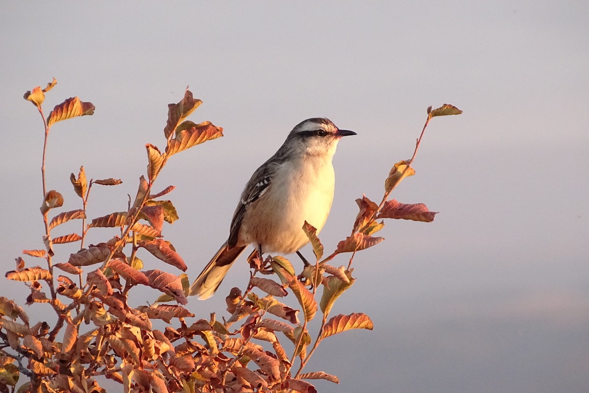 Chalk-browed Mockingbird - ML620653942