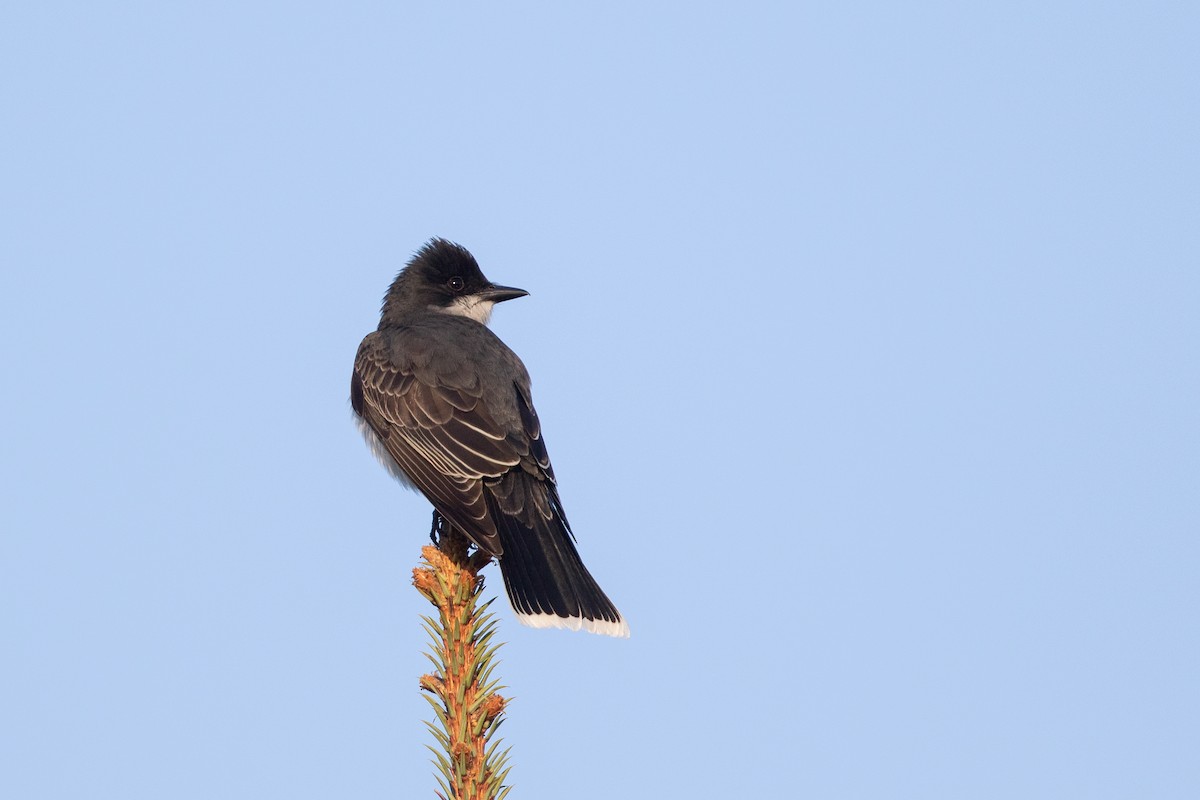 Eastern Kingbird - ML620653943