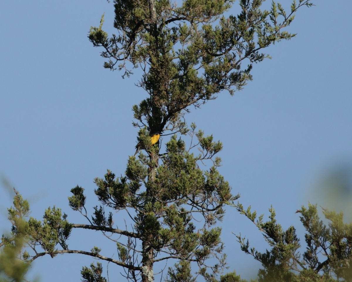 Yellow-breasted Chat (virens) - ML620653944