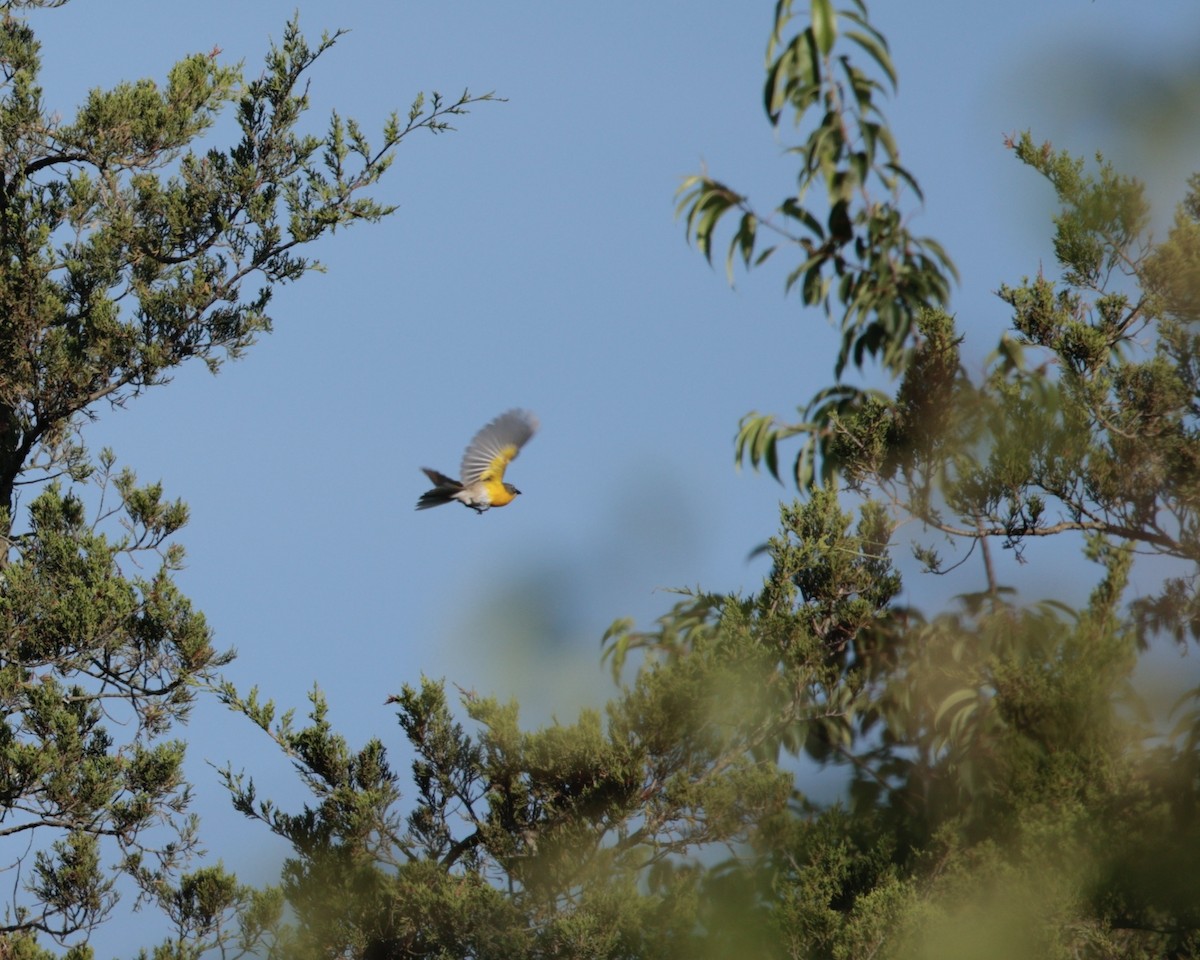 Yellow-breasted Chat (virens) - ML620653945