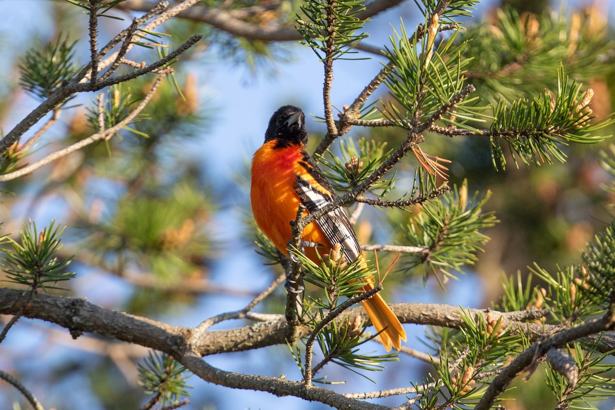 Baltimore Oriole - Cory Gregory