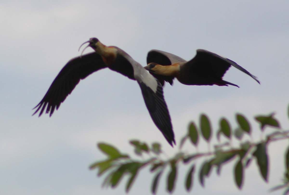 Buff-necked Ibis - ML620653947