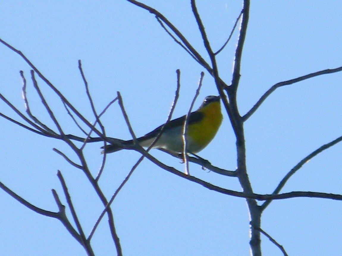 Yellow-breasted Chat - ML620653949