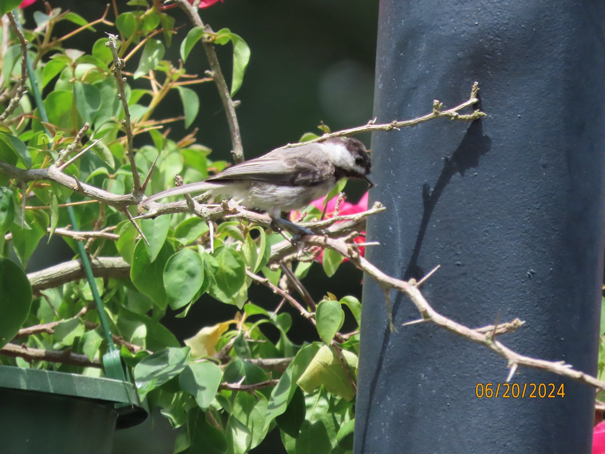 Carolina Chickadee - ML620653962