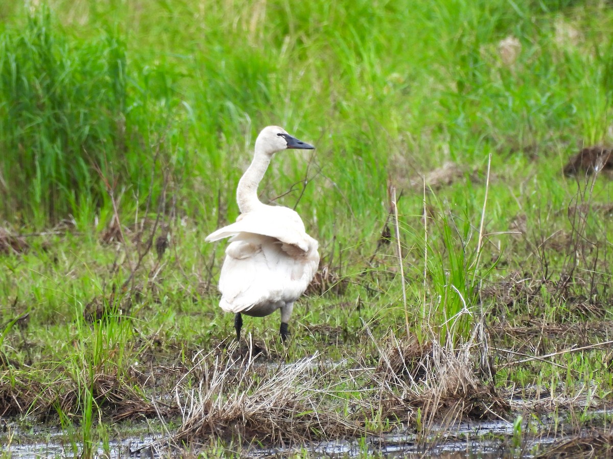 Trumpeter Swan - ML620653966