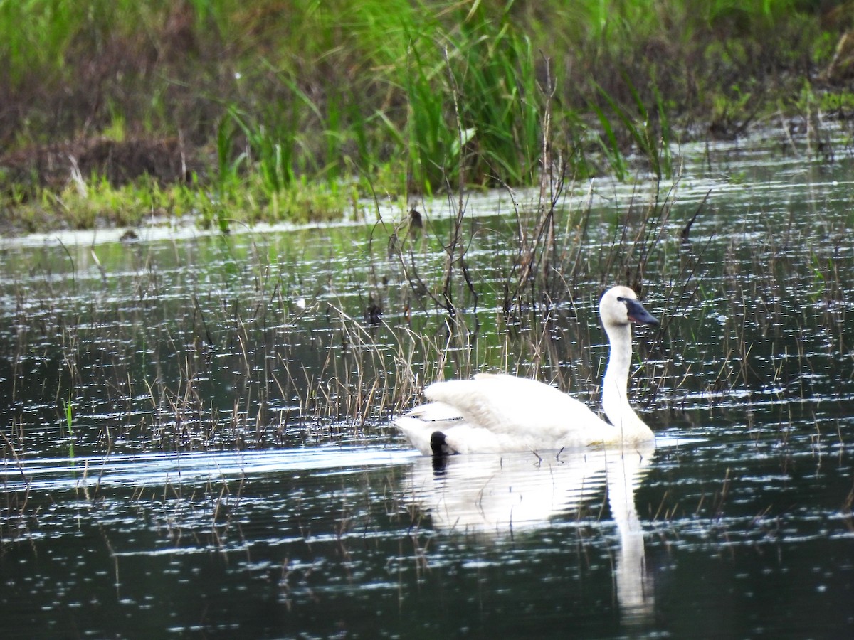 Trumpeter Swan - ML620653967