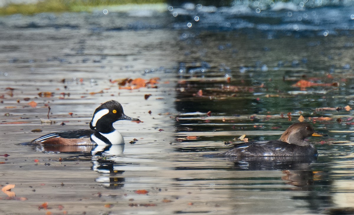 Hooded Merganser - Michael Rieser