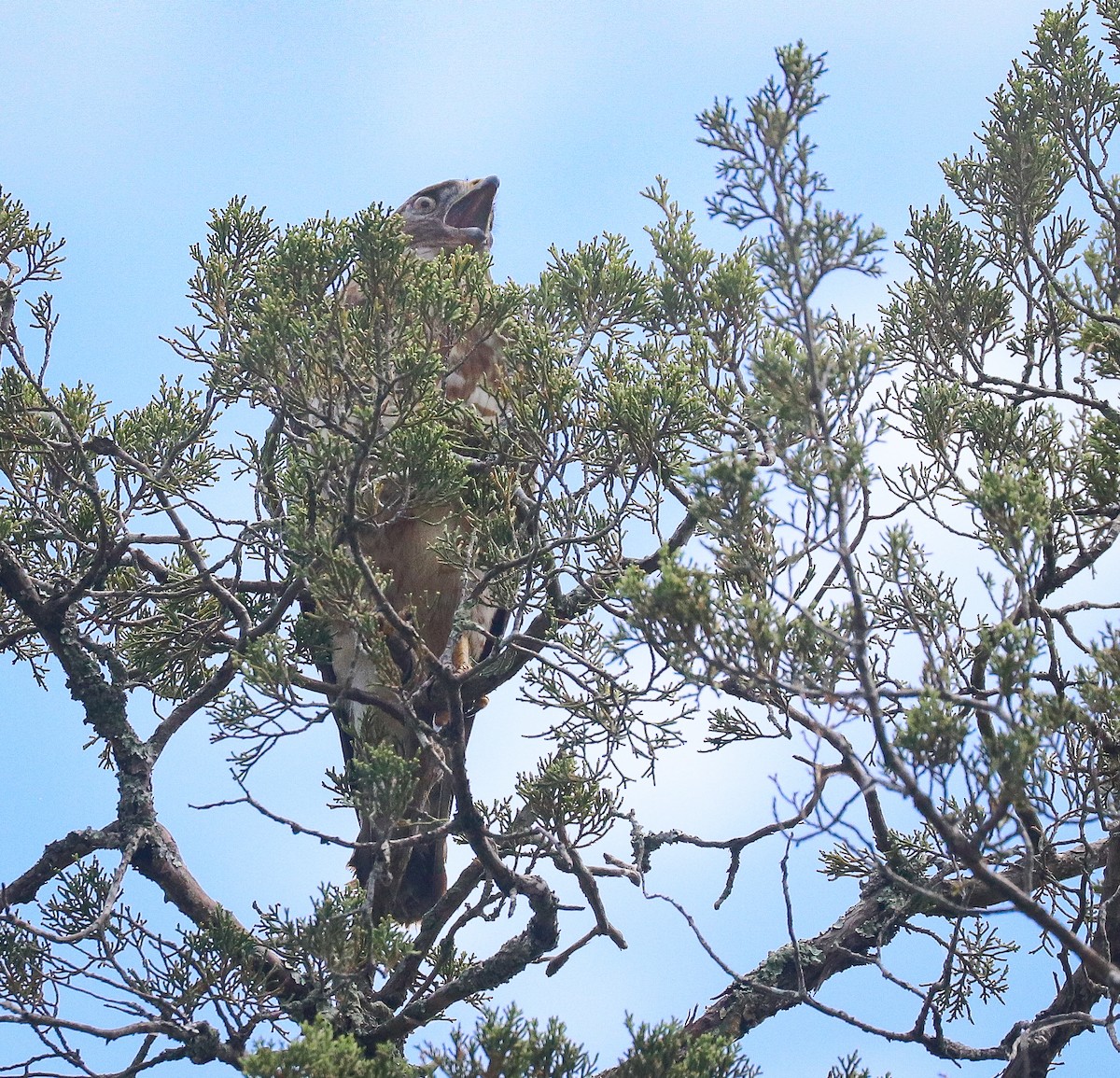 Broad-winged Hawk - ML620653971