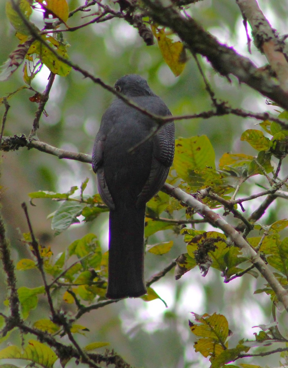 Surucua Trogon - ML620653973