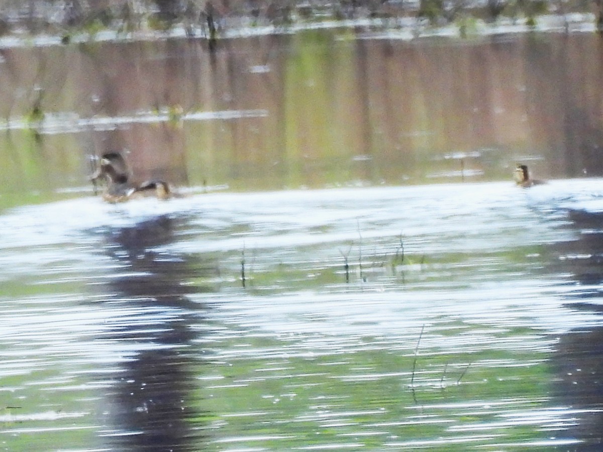 Wood Duck - ML620653975