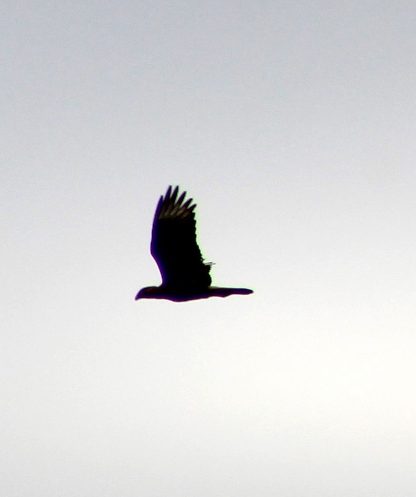 Crested Caracara - ML620653976