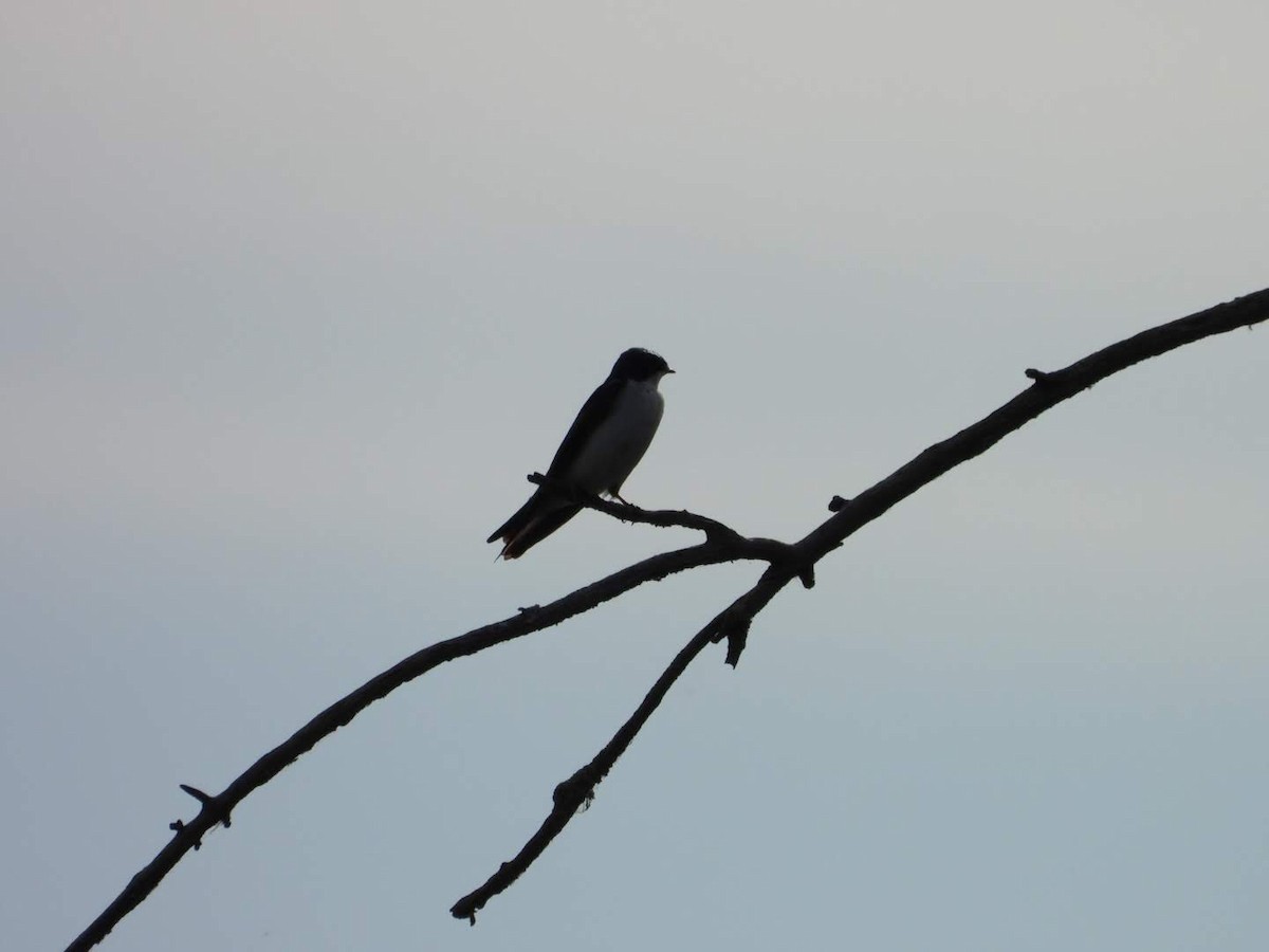 Tree Swallow - ML620653977