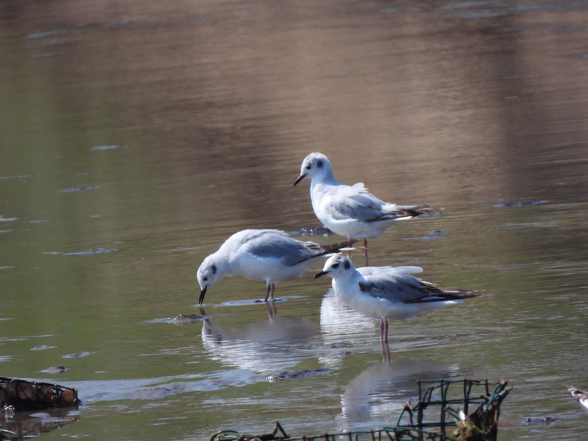 Mouette de Bonaparte - ML620653978