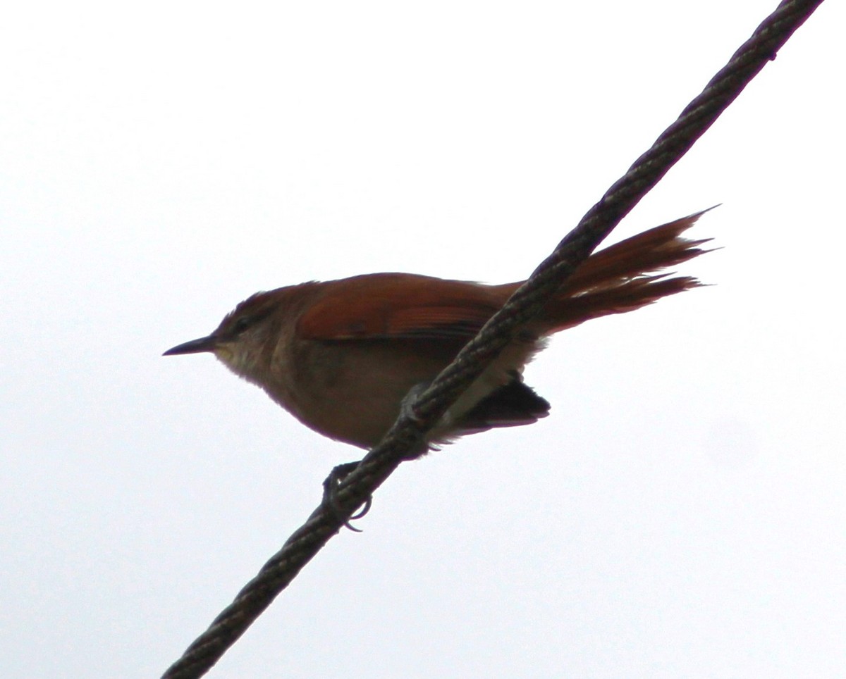 Yellow-chinned Spinetail - ML620653979