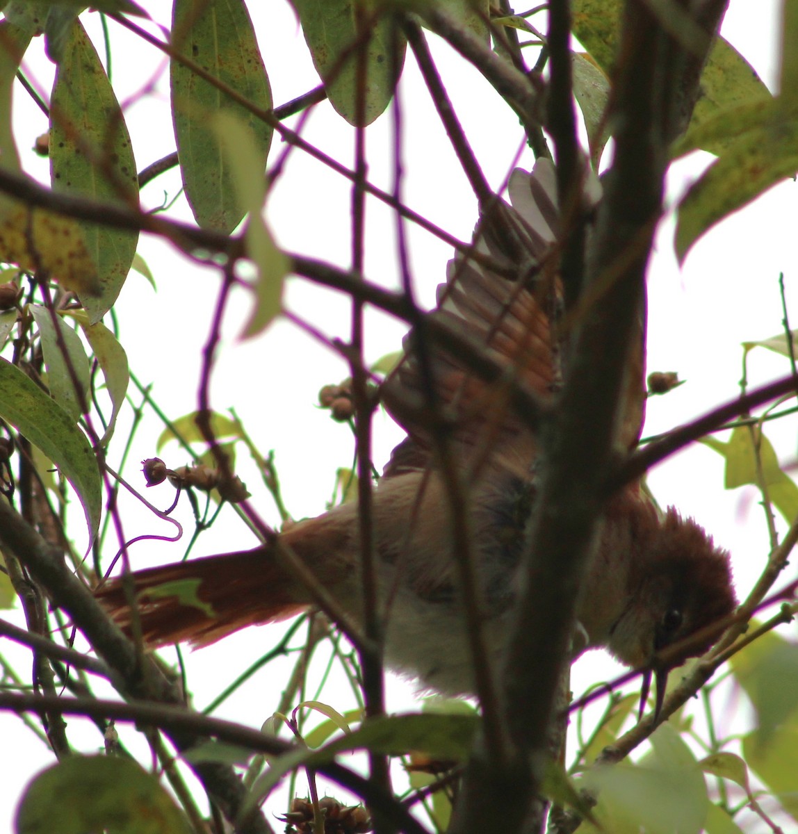 Yellow-chinned Spinetail - ML620653980