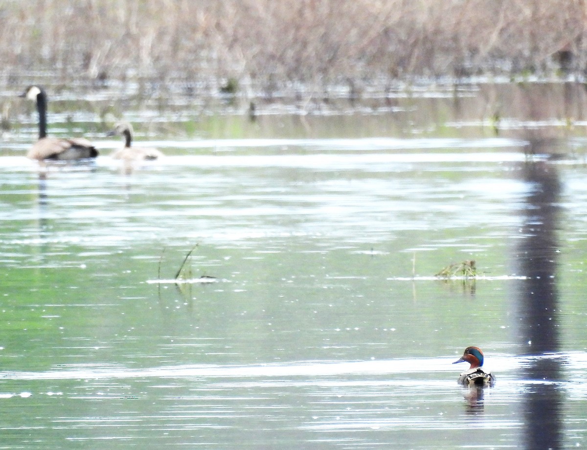 Green-winged Teal - ML620653995