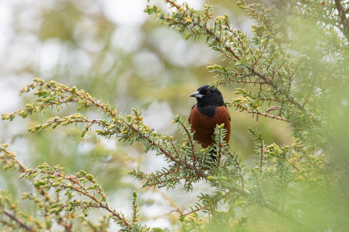 Orchard Oriole - ML620653996