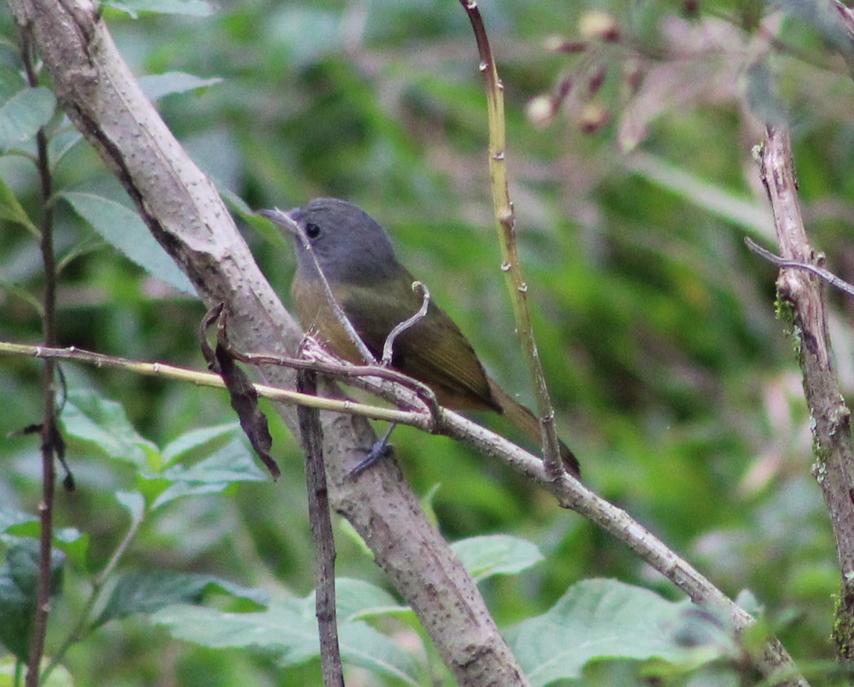 Gray-hooded Flycatcher - ML620653997