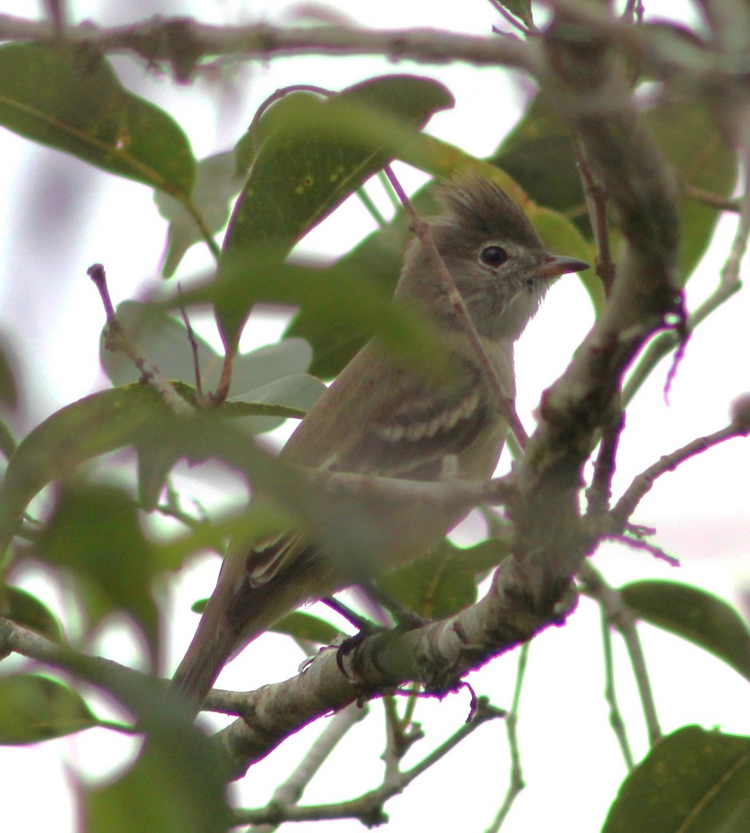 Yellow-bellied Elaenia - ML620653999