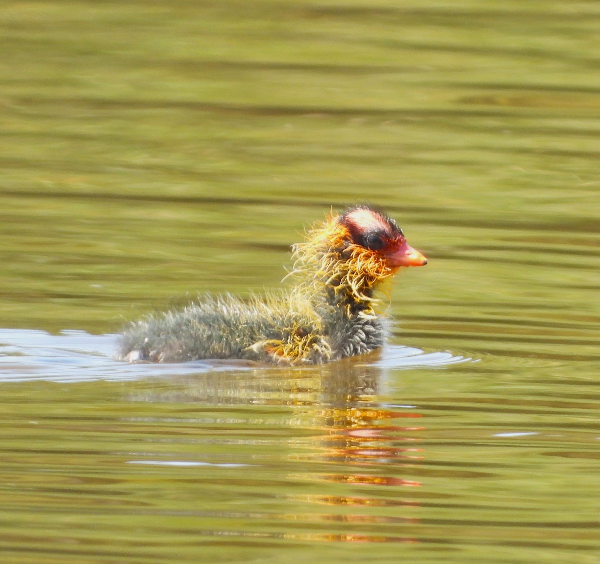 American Coot - ML620654001