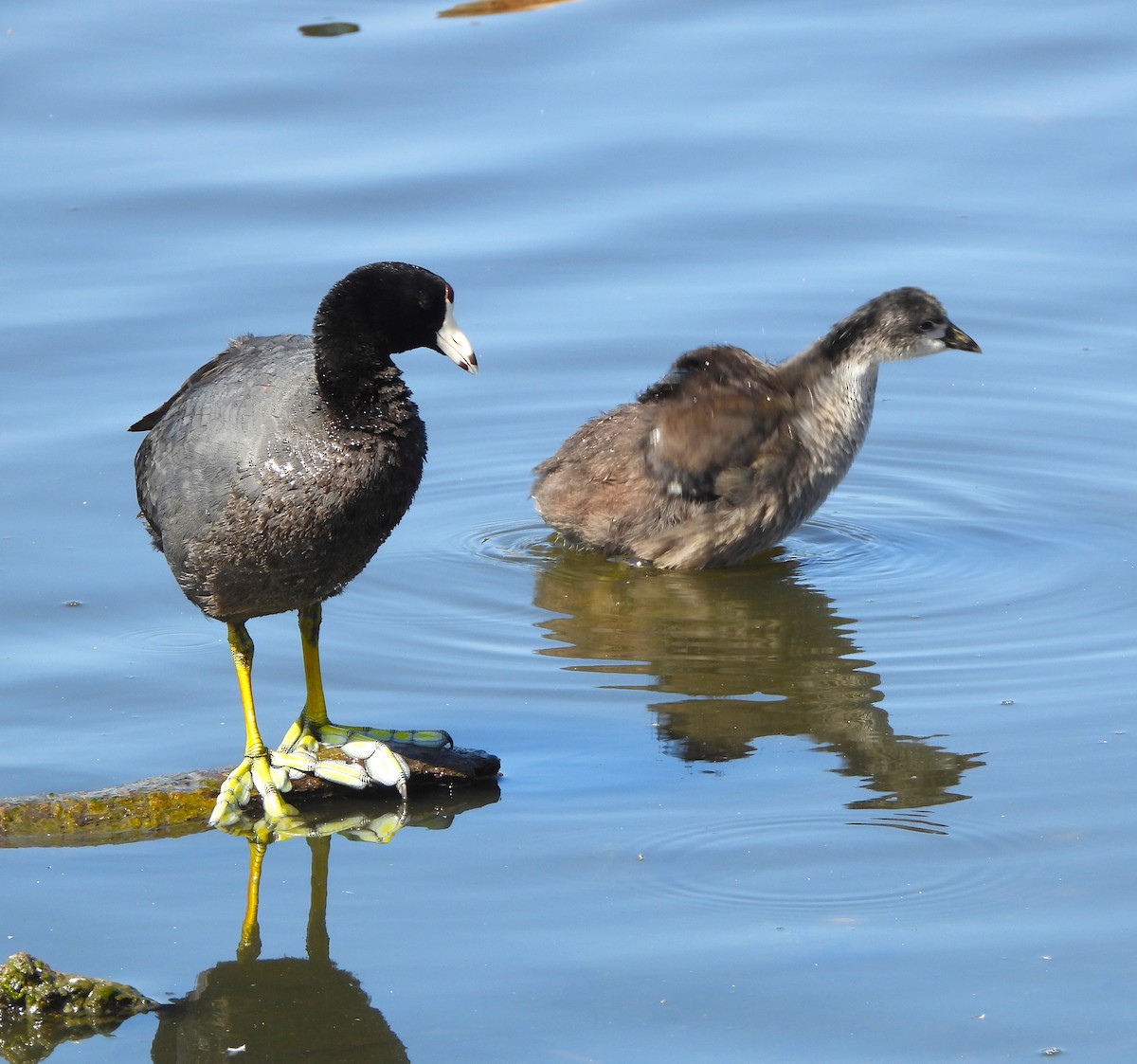 American Coot - ML620654003