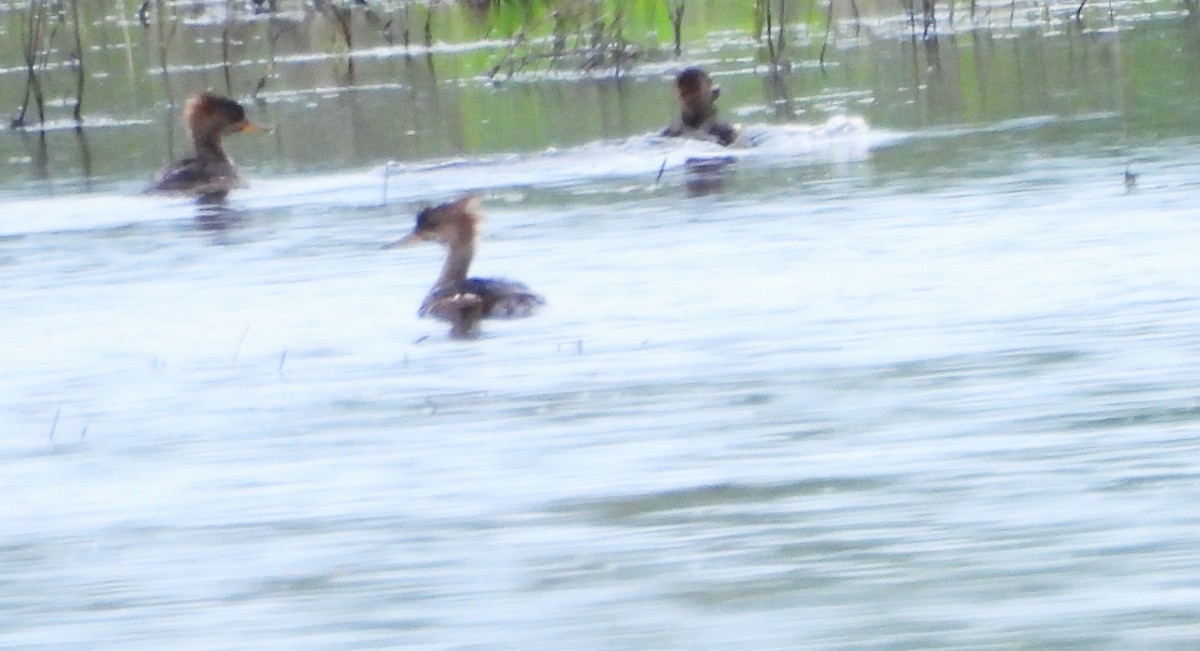 Hooded Merganser - ML620654013