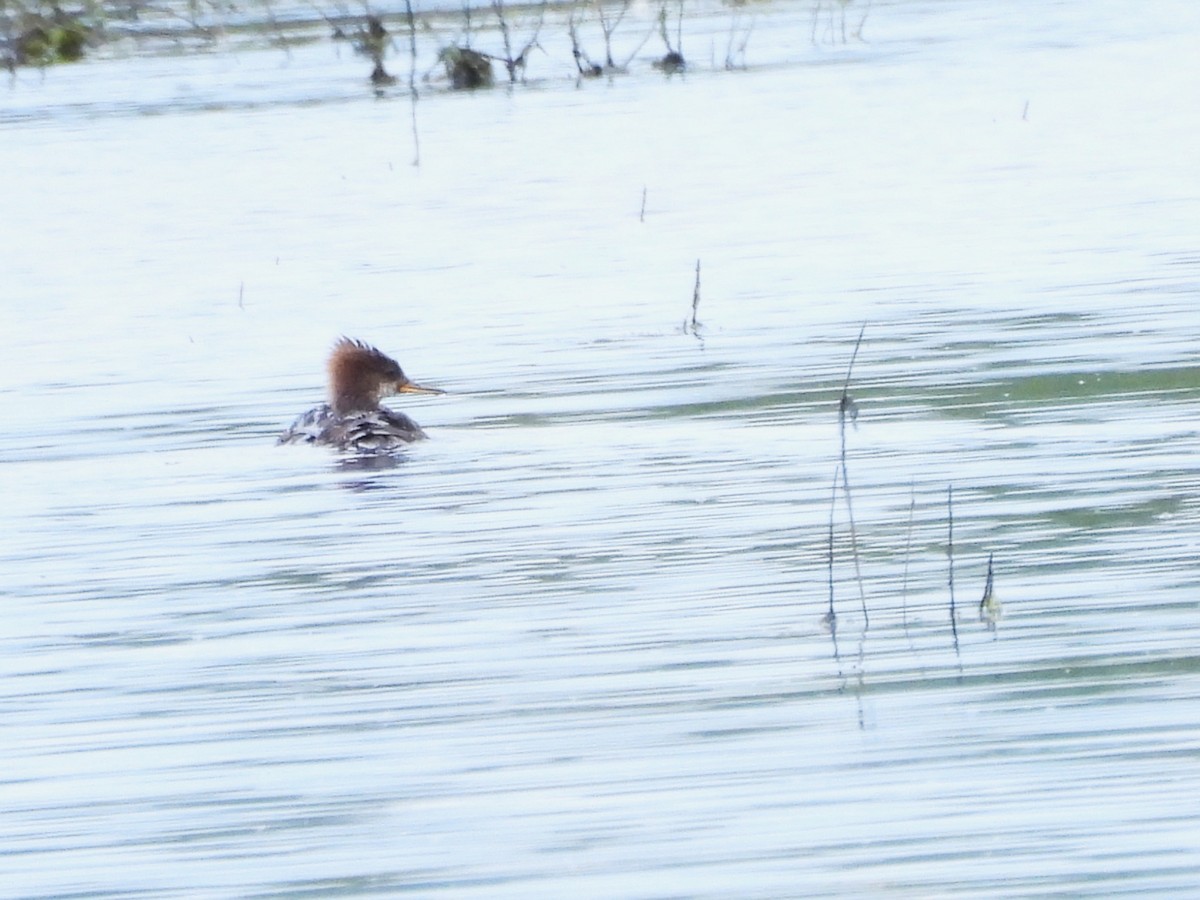 Hooded Merganser - ML620654014