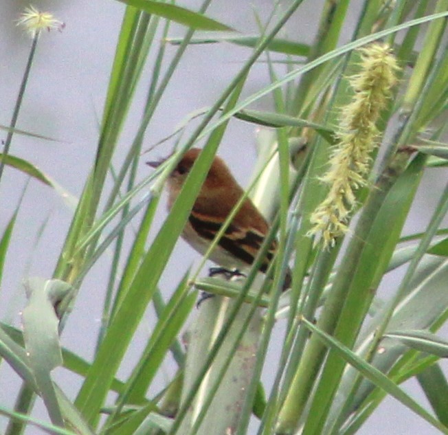 Bran-colored Flycatcher - ML620654020