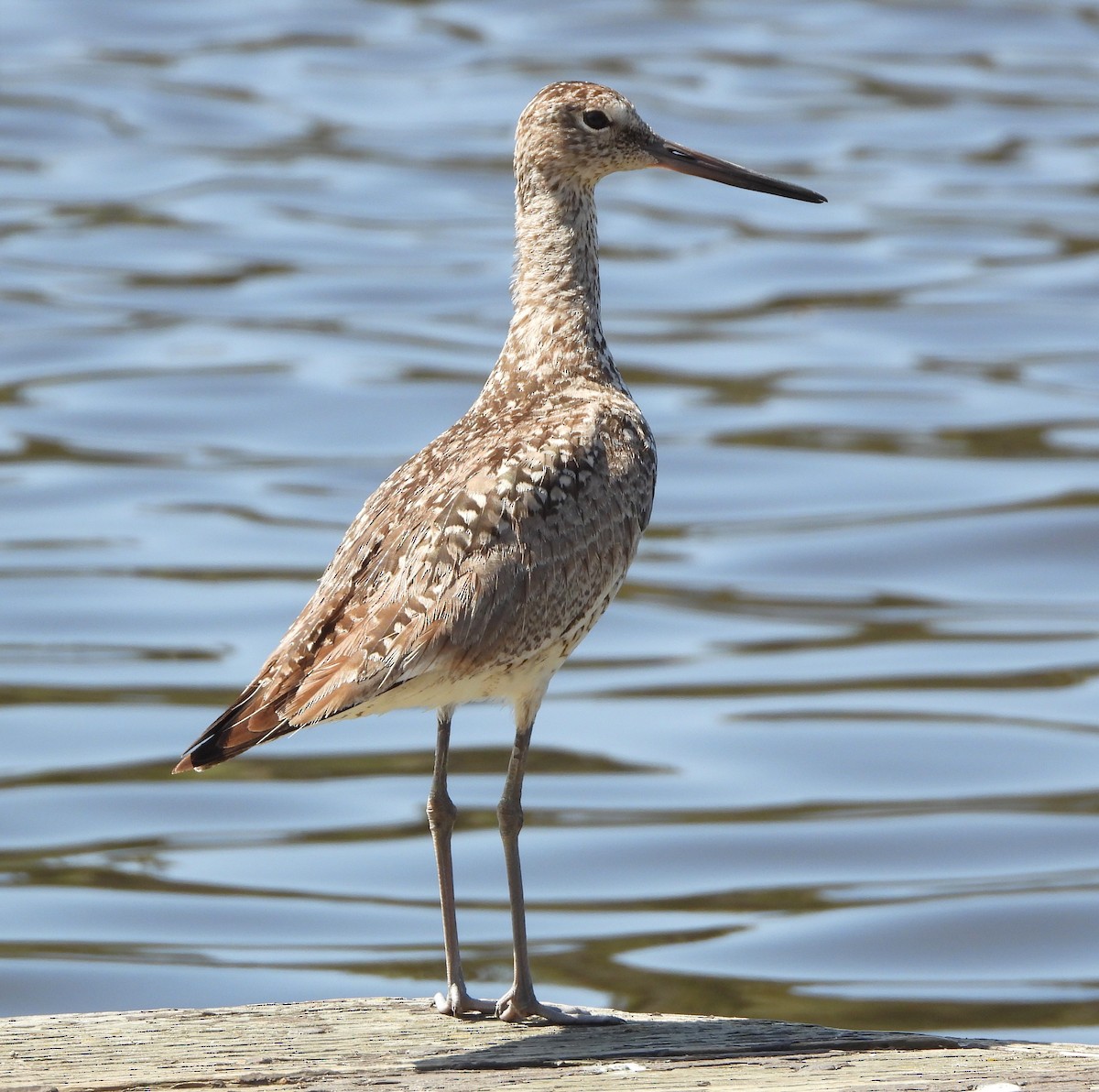 Willet - ML620654021