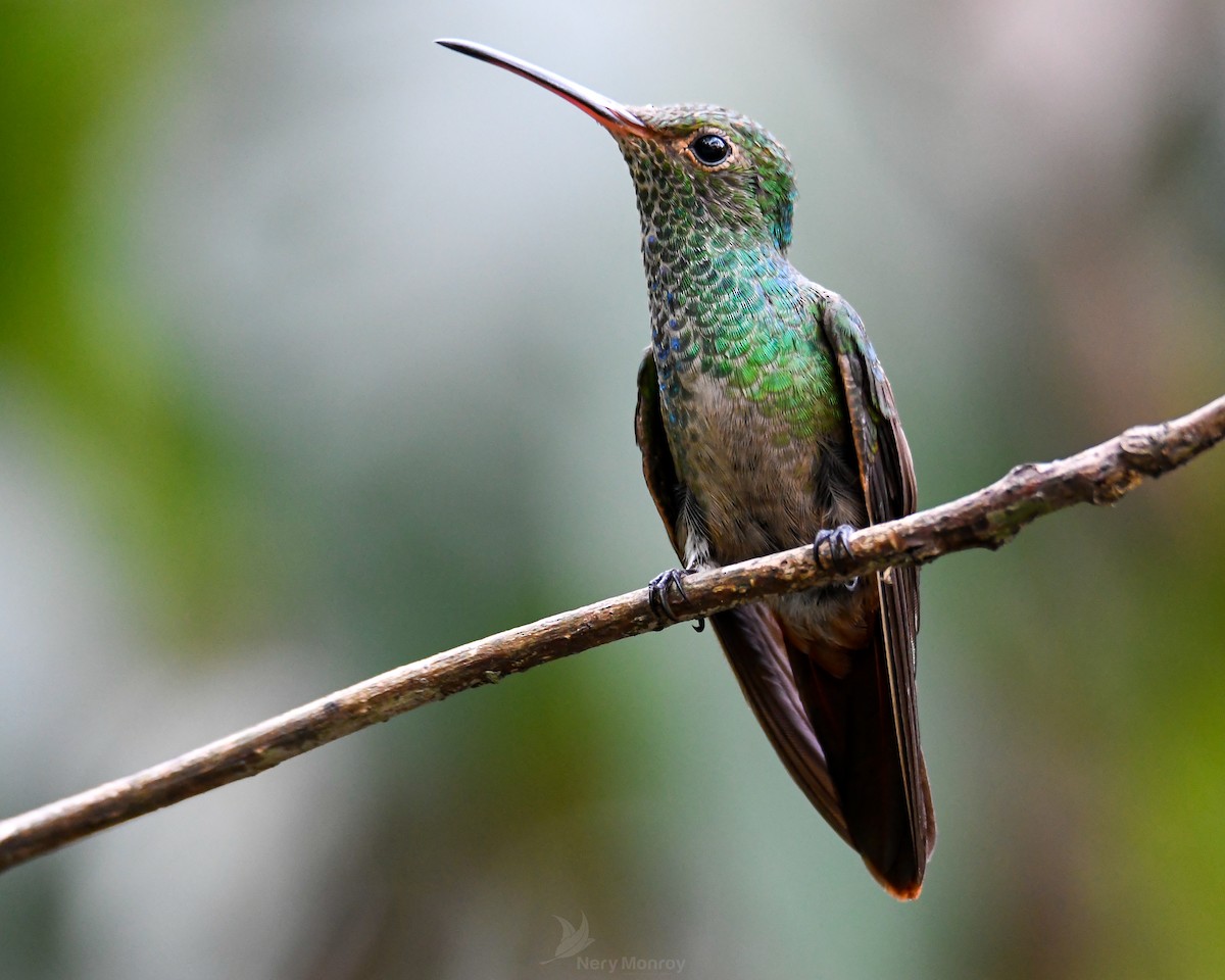 Rufous-tailed Hummingbird - ML620654024