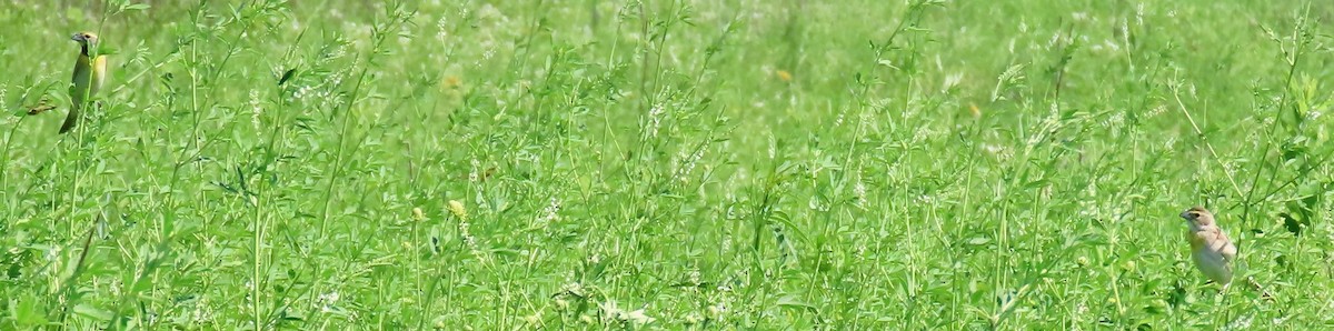 Dickcissel - ML620654025