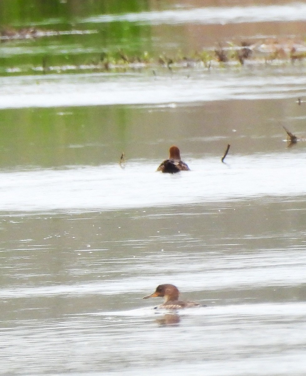 Hooded Merganser - Sue Ascher