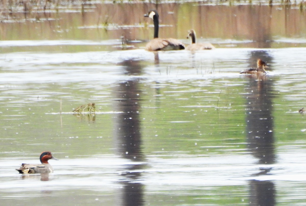 Hooded Merganser - ML620654029