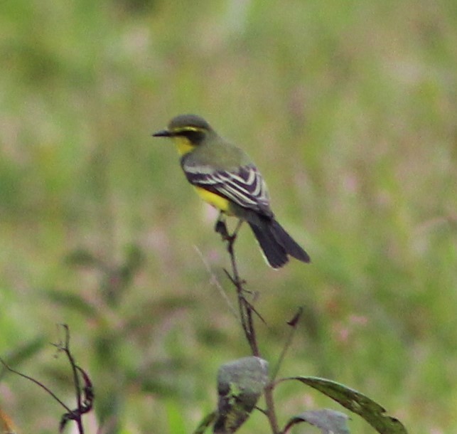 Yellow-browed Tyrant - ML620654032