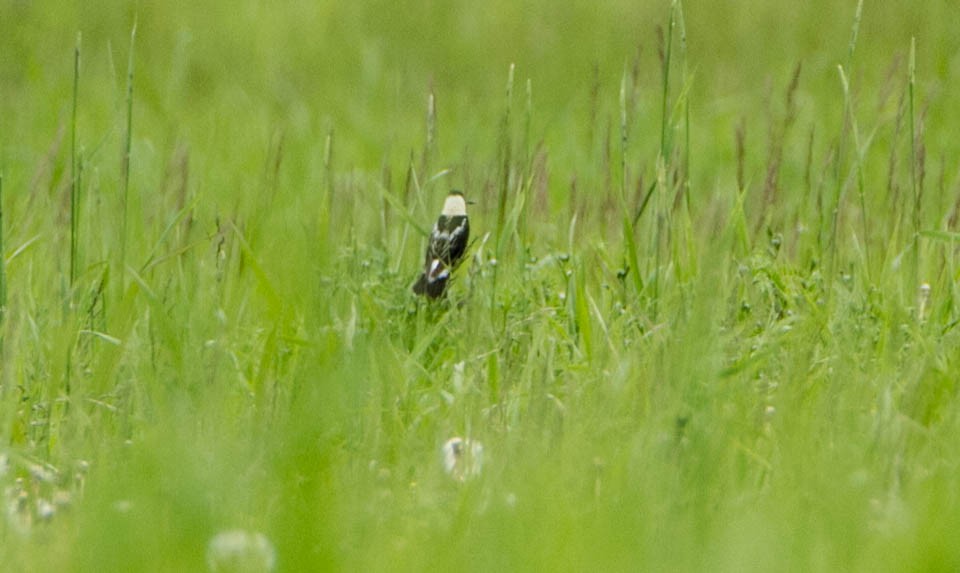 bobolink americký - ML620654033