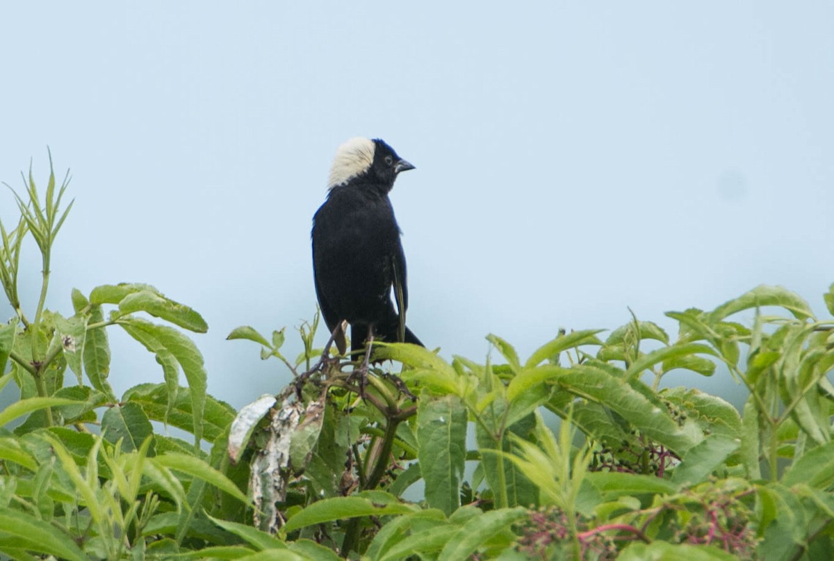 bobolink americký - ML620654034