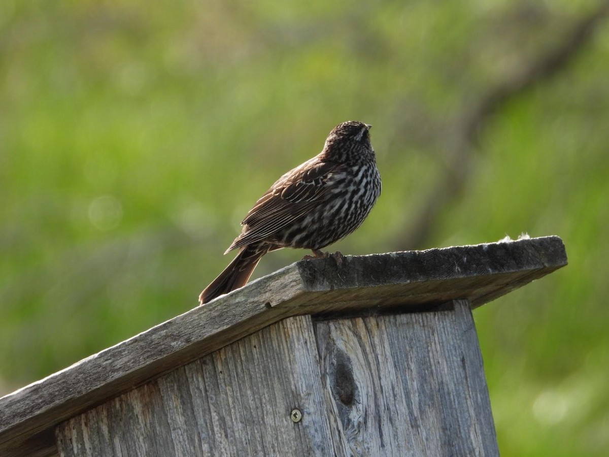 Red-winged Blackbird - ML620654035