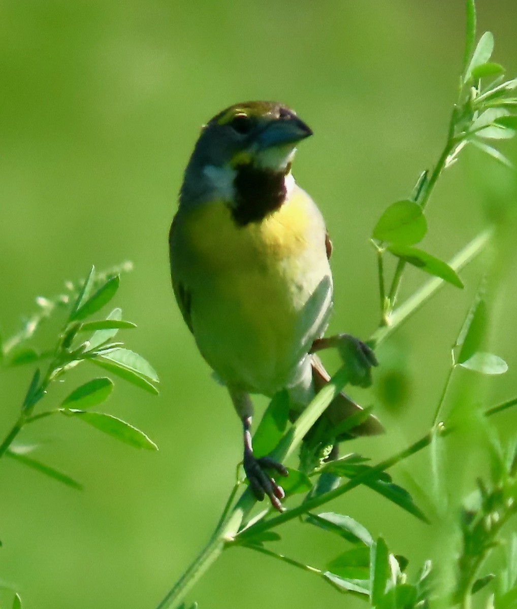 Dickcissel - ML620654038