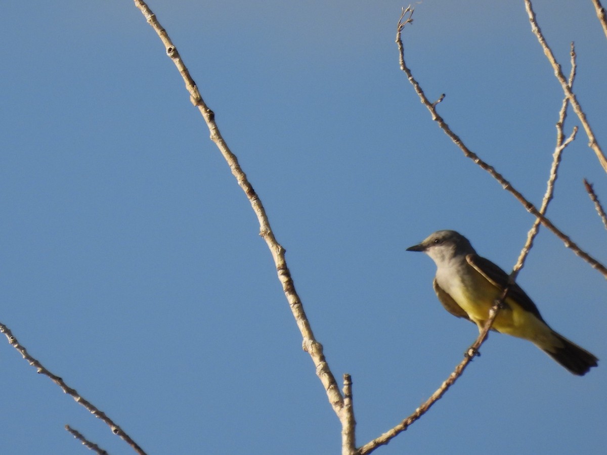 Western Kingbird - ML620654041