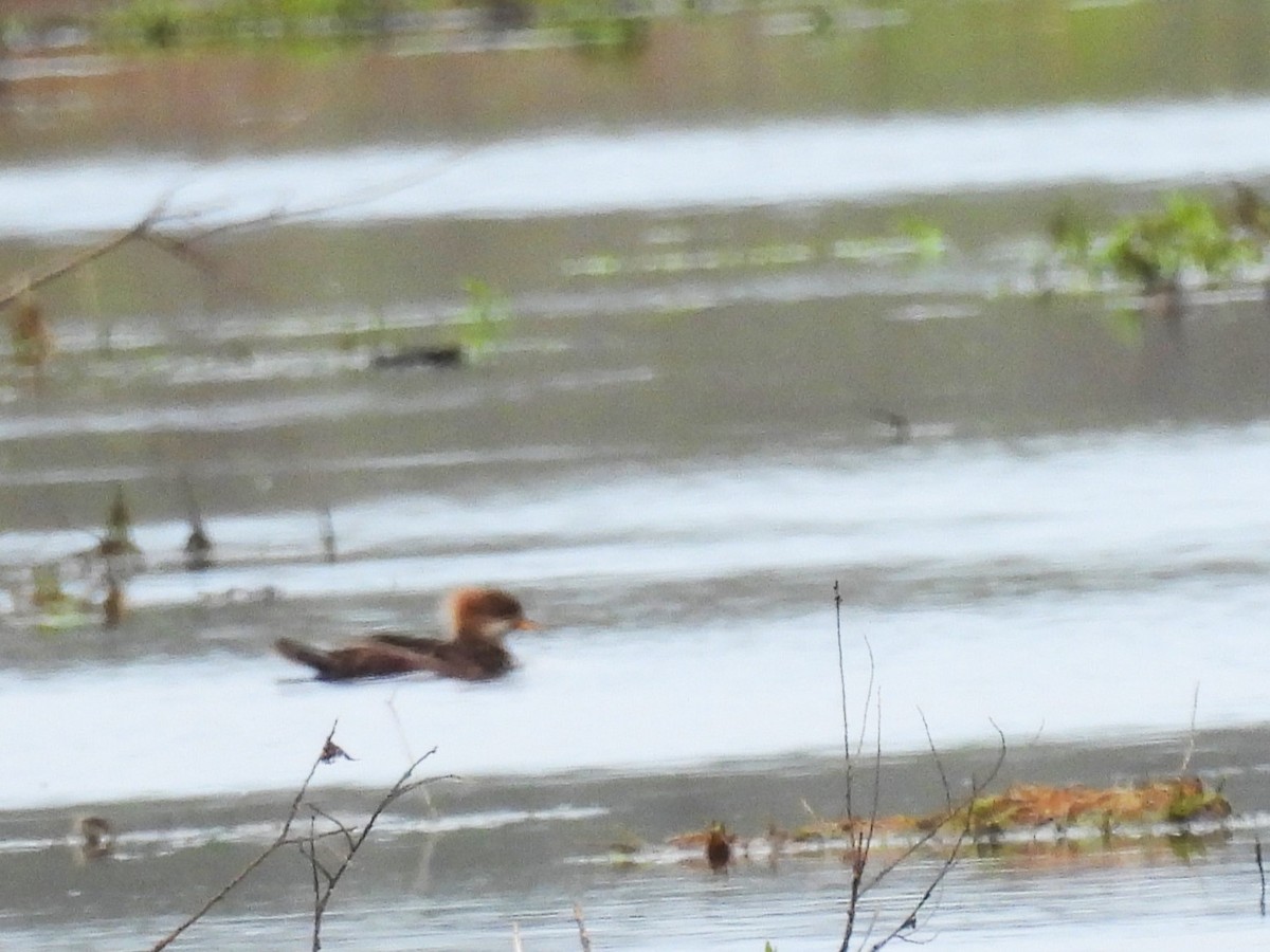 Hooded Merganser - ML620654042