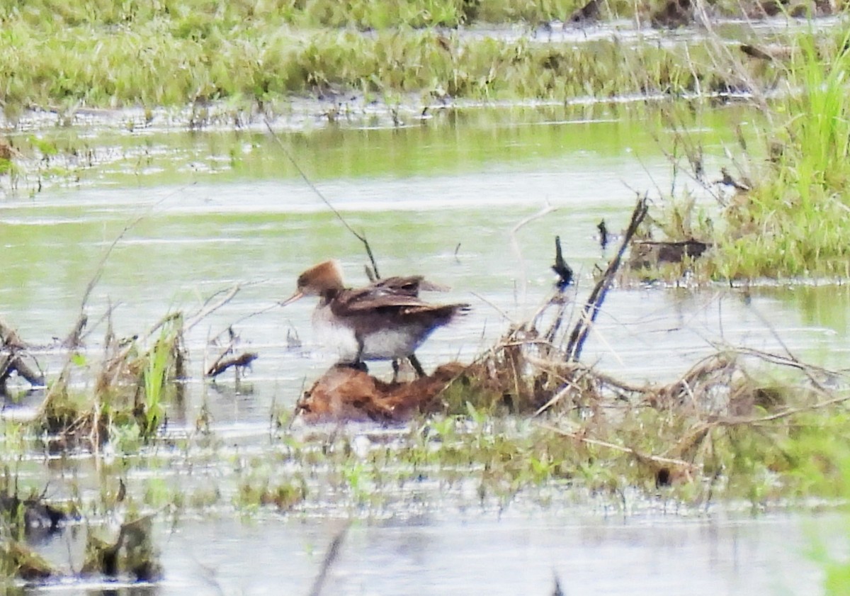 Hooded Merganser - ML620654043