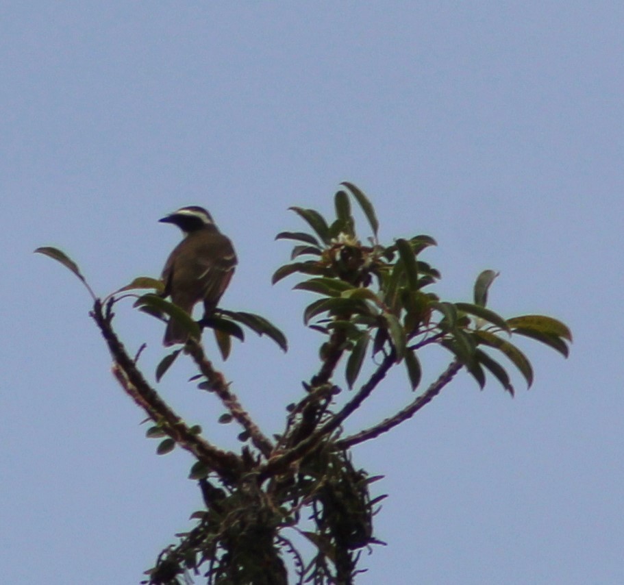 Social Flycatcher - ML620654044