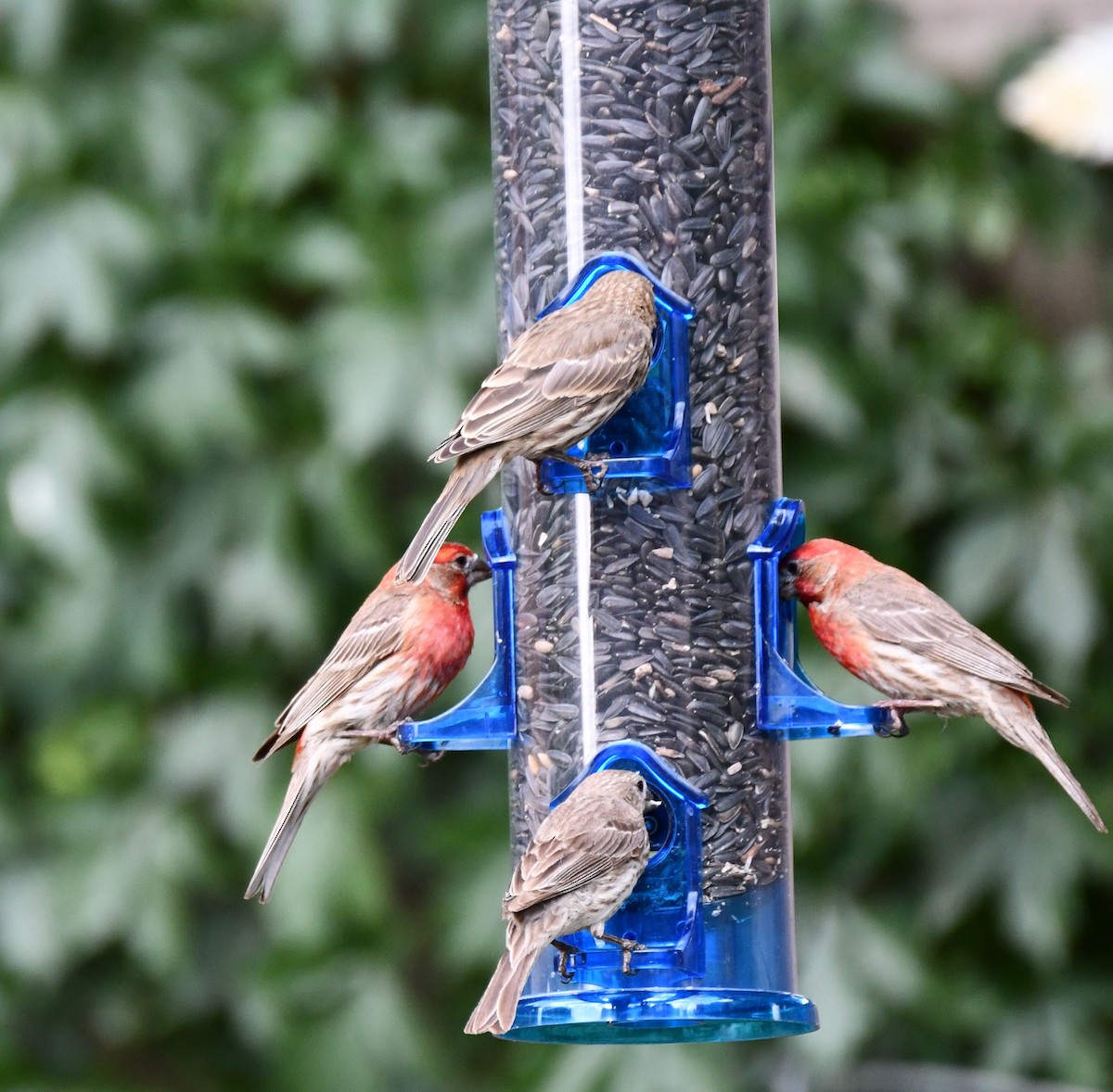 House Finch - ML620654045