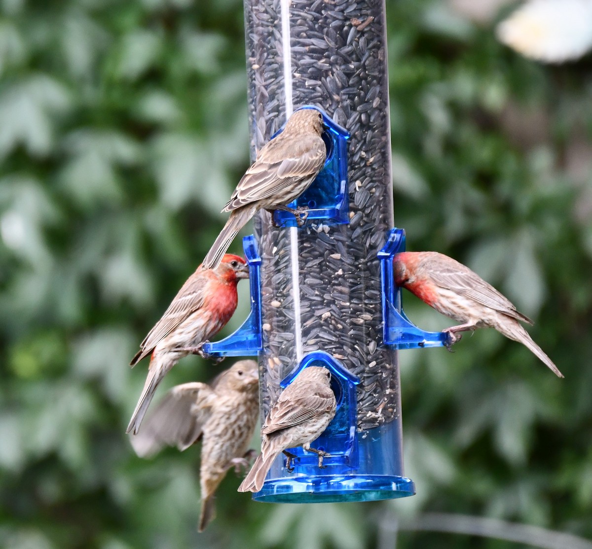 House Finch - ML620654047