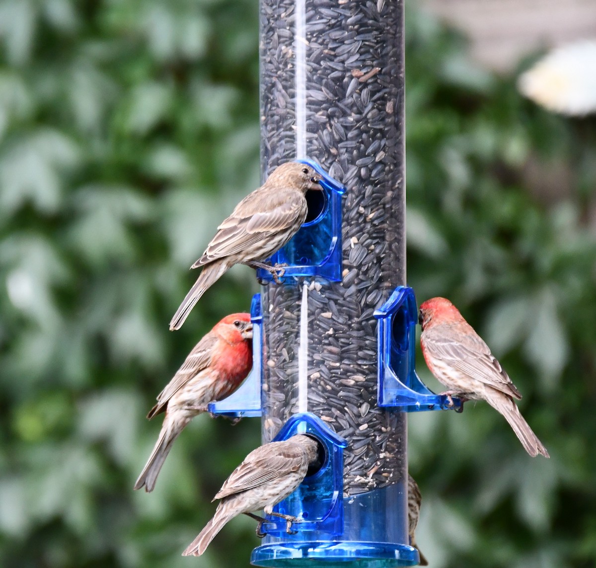 House Finch - ML620654048