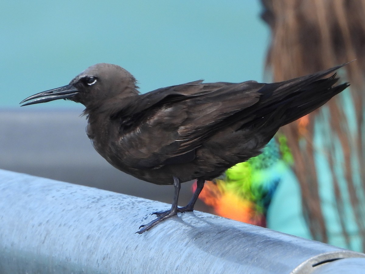 Brown Noddy - ML620654049