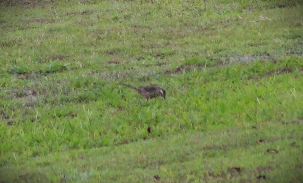 Chalk-browed Mockingbird - ML620654050