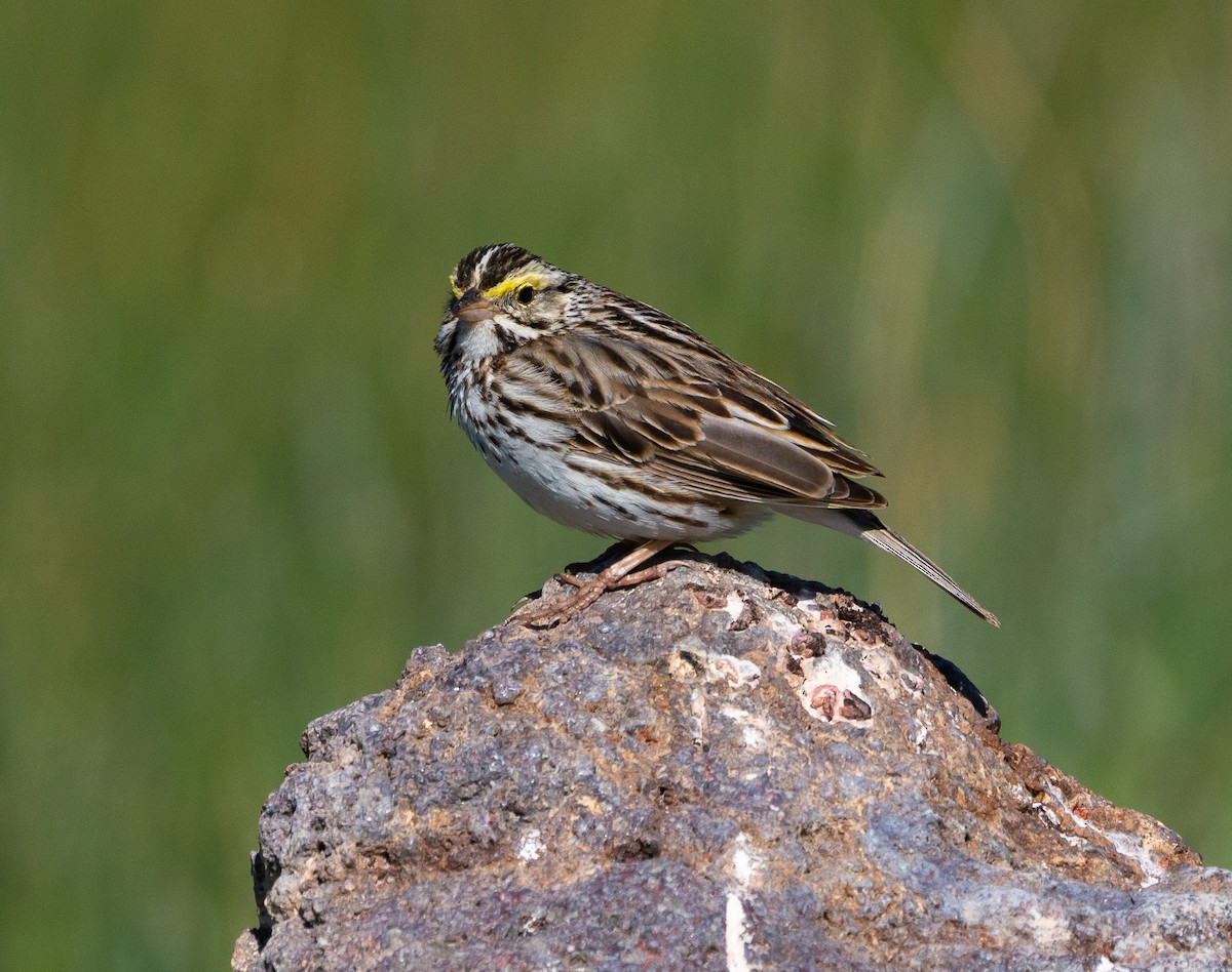 Savannah Sparrow - ML620654052