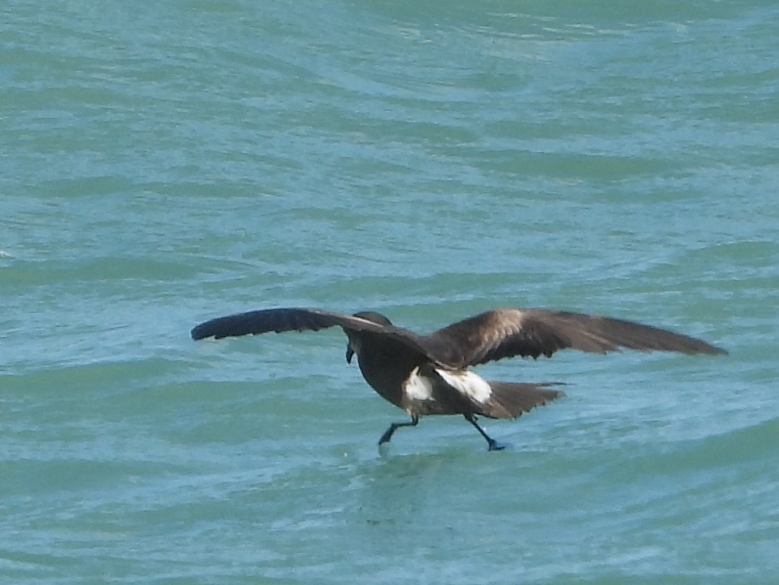 Leach's Storm-Petrel - ML620654053